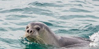 VIDEO/ Foka e Mesdheut vazhdon të befasojë në brigjet e Karaburunit