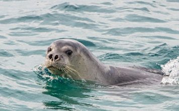 VIDEO/ Foka e Mesdheut vazhdon të befasojë në brigjet e Karaburunit