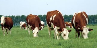 Sigurohen vaksinat, 305 mijë krerë gjedhe po vaksinohen falas kundër dermatozës nodulare