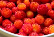 Mjalti i rrallë i maresë që gjendet në Shqipëri, vlerat mjekësore dhe antioksidantët