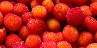 Mjalti i rrallë i maresë që gjendet në Shqipëri, vlerat mjekësore dhe antioksidantët