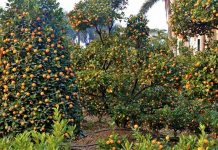 Mandarinat shqiptare, “mbreti” i kësaj stinë edhe përtej kufijve