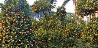 Mandarinat shqiptare, “mbreti” i kësaj stinë edhe përtej kufijve