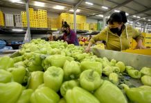 Produket e Lushnjë-Fier, mbi 65% e eksporteve bujqësore shkojnë drejt BE