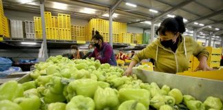 Produket e Lushnjë-Fier, mbi 65% e eksporteve bujqësore shkojnë drejt BE