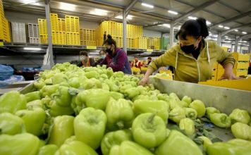 Produket e Lushnjë-Fier, mbi 65% e eksporteve bujqësore shkojnë drejt BE