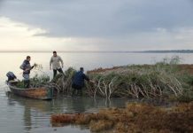 FOTOT/ Nis folezimi i Pelikanit kaçurrel në Divjakë-Karavasta