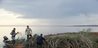 FOTOT/ Nis folezimi i Pelikanit kaçurrel në Divjakë-Karavasta