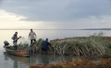 FOTOT/ Nis folezimi i Pelikanit kaçurrel në Divjakë-Karavasta