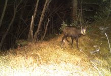 FOTOT/ Jeta e egër në rajonin ndërkufitar Korab-Koritnik/Sharr