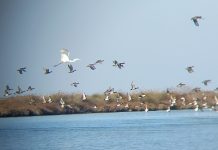 FOTOT/ Divjaka, aty ku shpendët kanë gjetur ‘parajsën’