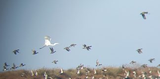 FOTOT/ Divjaka, aty ku shpendët kanë gjetur ‘parajsën’