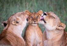 Dashuri pa kushte, fotot që morën vëmendjen e të gjithëve