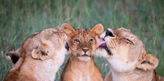Dashuri pa kushte, fotot që morën vëmendjen e të gjithëve