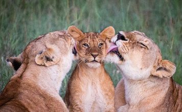 Dashuri pa kushte, fotot që morën vëmendjen e të gjithëve