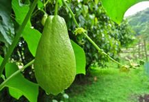 A keni ngrënë ndonjëherë perimen-dardhë? Ja vlerat e jashtëzakonshme