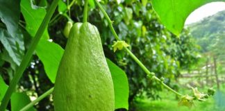 A keni ngrënë ndonjëherë perimen-dardhë? Ja vlerat e jashtëzakonshme