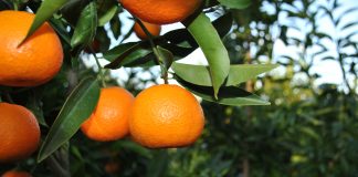 Studimi/ Mandarinat, një ndër aktivitetet bujqësore më fitimprurëse në Shqipëri