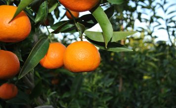 Studimi/ Mandarinat, një ndër aktivitetet bujqësore më fitimprurëse në Shqipëri