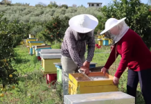 PROFIL/ E nisen me 10 koshere, sot kanë 1000. Njihuni me Florën dhe Dritanin, dy bletërritësit model