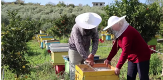 PROFIL/ E nisen me 10 koshere, sot kanë 1000. Njihuni me Florën dhe Dritanin, dy bletërritësit model