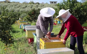 PROFIL/ E nisen me 10 koshere, sot kanë 1000. Njihuni me Florën dhe Dritanin, dy bletërritësit model
