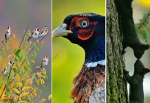 FOTOT/ Gresa Berisha, fotografja e botës së egër që të magjeps me imazhet e saj