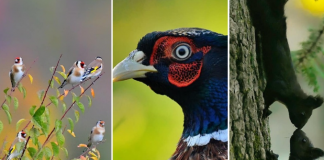 FOTOT/ Gresa Berisha, fotografja e botës së egër që të magjeps me imazhet e saj