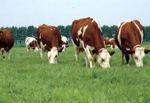 Lajmi i mirë për fermerët/ Vaksinohen falas 48.7% e gjedhit kundër dermatozës nodulare