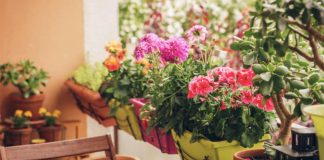 Këshillat/ Si t’i mbroni lulet dhe bimët e shtëpisë dhe kopështit nga ngrica