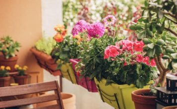 Këshillat/ Si t’i mbroni lulet dhe bimët e shtëpisë dhe kopështit nga ngrica