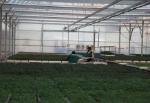 Profil/ Fermeri 29 vjeçar në Fier, modeli i suksesit për të rinjtë