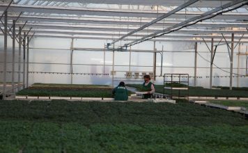 Profil/ Fermeri 29 vjeçar në Fier, modeli i suksesit për të rinjtë