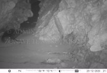 FOTO/ Foka mesdhetare, banorja më e re e parkut kombëtar detar “Karaburun-Sazan”