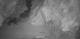 FOTO/ Foka mesdhetare, banorja më e re e parkut kombëtar detar “Karaburun-Sazan”