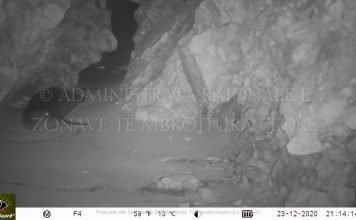 FOTO/ Foka mesdhetare, banorja më e re e parkut kombëtar detar “Karaburun-Sazan”