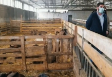 Historia frymëzuese e Dervisit/ U rikthye nga Londra, ka 400 krerë dhi franceze me prodhim vjetor 360 tonë