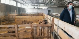 Historia frymëzuese e Dervisit/ U rikthye nga Londra, ka 400 krerë dhi franceze me prodhim vjetor 360 tonë