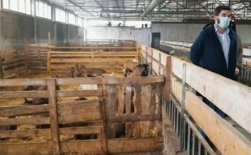 Historia frymëzuese e Dervisit/ U rikthye nga Londra, ka 400 krerë dhi franceze me prodhim vjetor 360 tonë