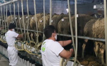 FOTOT/ Ferma model e dy vëllezërve në Cërrik që grumbullon kafshë nga e gjithë bota