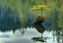 Frymëzuese/ 10 FOTO nga natyra që tregojnë se mund t’ia dalim pavarësisht pengesave