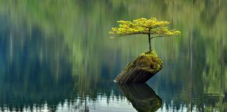 Frymëzuese/ 10 FOTO nga natyra që tregojnë se mund t’ia dalim pavarësisht pengesave