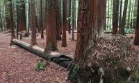 conciousnature89-03