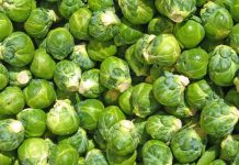 Lakra e Brukselit/ Perimja e çmuar që po kultivohet në fushat e Divjakës