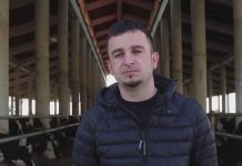 Ka 300 krerë gjedhë/ Historia frymëzuese e Tafilit që çoi para punën e gjyshit dhe të atit, sot prodhon 35 kv qumësht në ditë