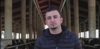 Ka 300 krerë gjedhë/ Historia frymëzuese e Tafilit që çoi para punën e gjyshit dhe të atit, sot prodhon 35 kv qumësht në ditë