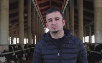 Ka 300 krerë gjedhë/ Historia frymëzuese e Tafilit që çoi para punën e gjyshit dhe të atit, sot prodhon 35 kv qumësht në ditë