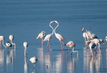 FOTO/ Parku Kombëtar Divjakë-Karavasta, destinacioni turistik i fundjavës