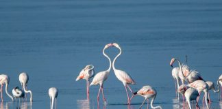 FOTO/ Parku Kombëtar Divjakë-Karavasta, destinacioni turistik i fundjavës