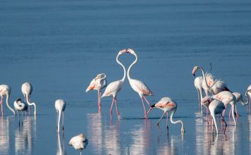 FOTO/ Parku Kombëtar Divjakë-Karavasta, destinacioni turistik i fundjavës